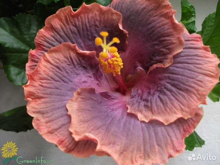 Гибискусы Блэк Дракон и Гатор Прайд