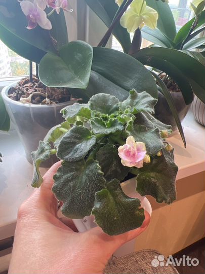 Мини фиалочка.Название сорта утеряно