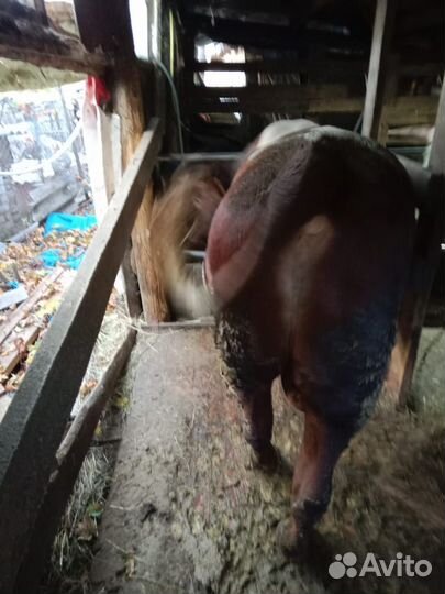 Быки на племя