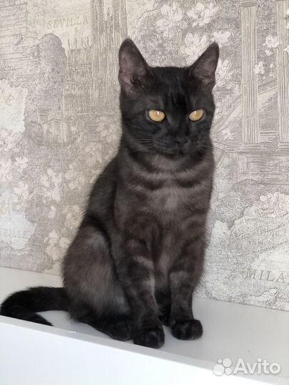 Красивая кошечка в добрые руки