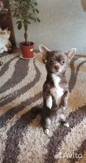 Щенки чихуахуа