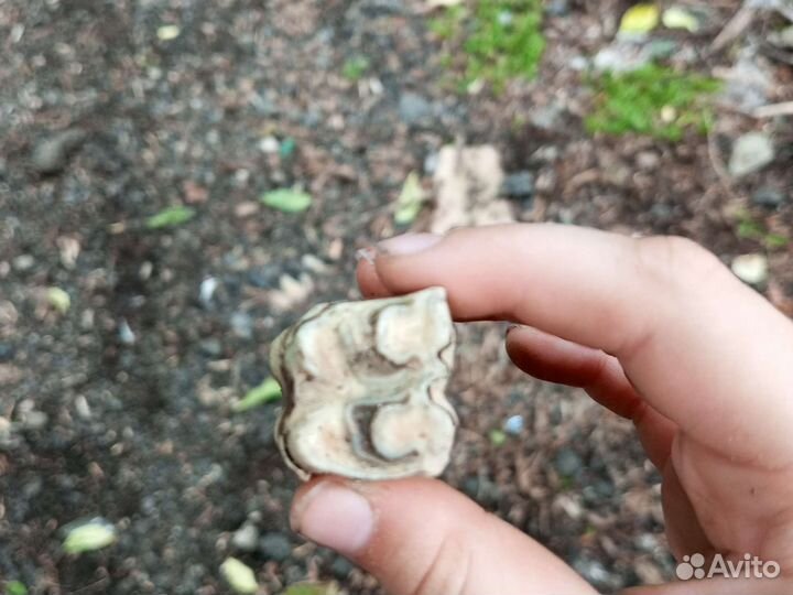 Зуб быка простого