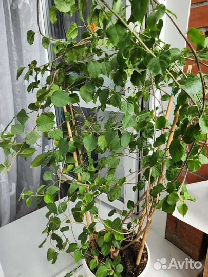 Бугенвиллия цветущая