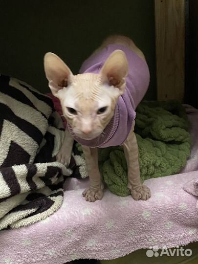 Донской сфинкс