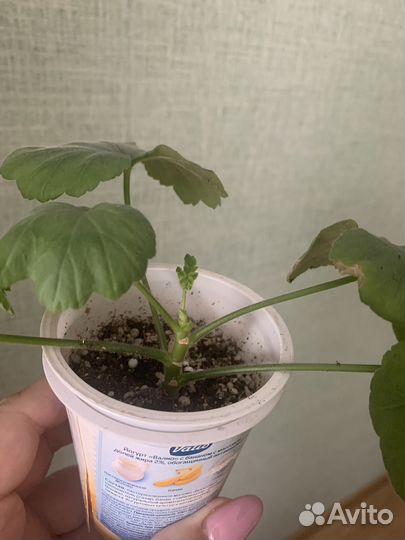 Черенки пеларгонии