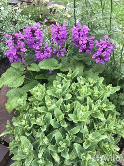 Крупный синий колокольчик 