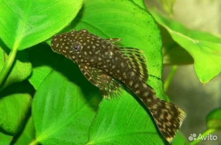 Сомики анциструсы рыбки аквариумные