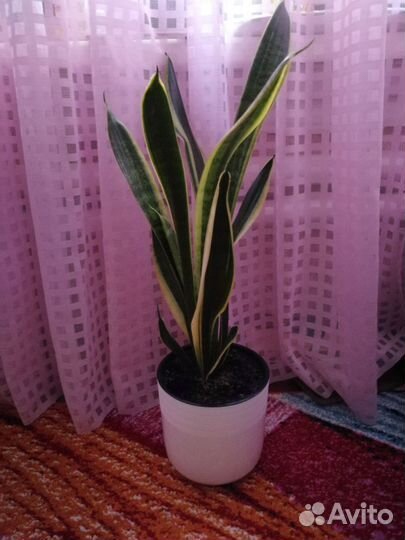 Сансевиерия