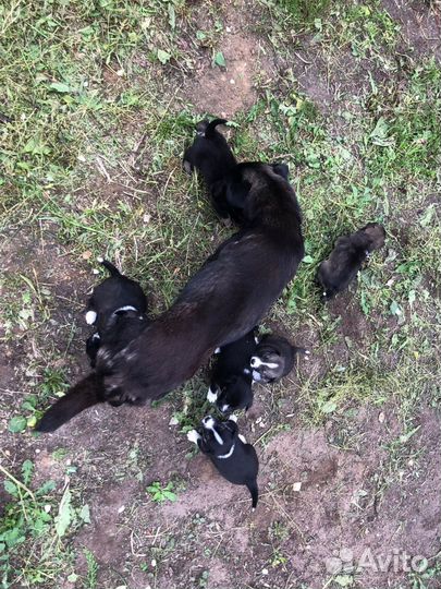 Щенки дворняжки