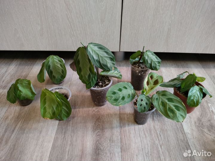 Комнатные растения разные