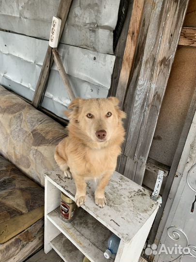 Отдам в добрые руки