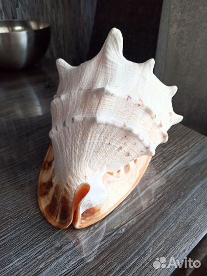 Ракушка морская большая