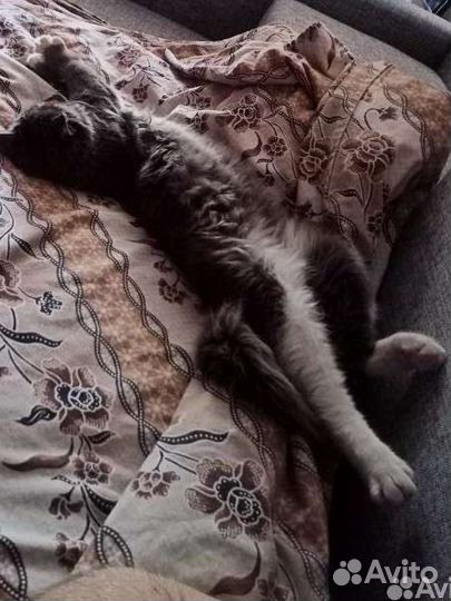 Отдам кошку в добрые руки