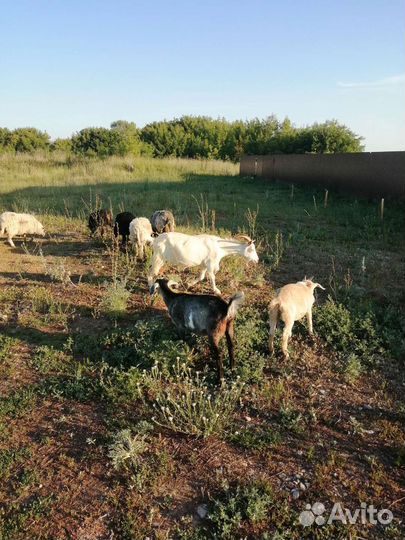 Овцы и козы