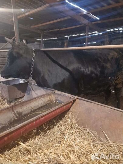 Бычки телки