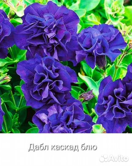 Семена петунии