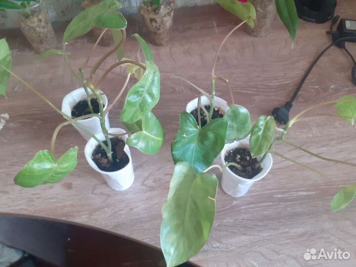 Филодендрон