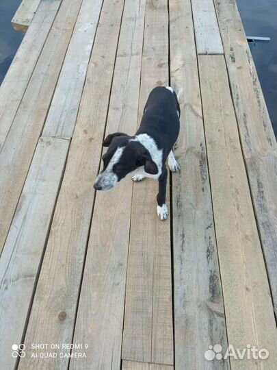 Щенки в добрые руки, 3 товарища