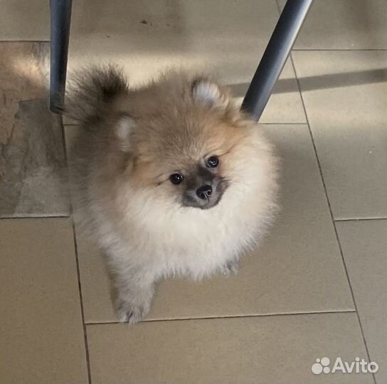 Девочка мини