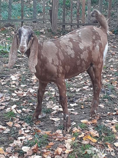 Козочки 50 камори