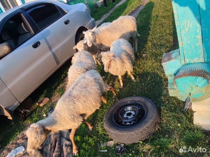 Продам баранов