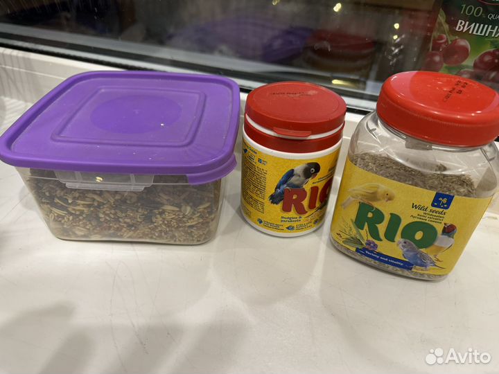 Волнистый попугай самка