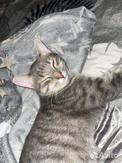 Кошечка в добрые руки