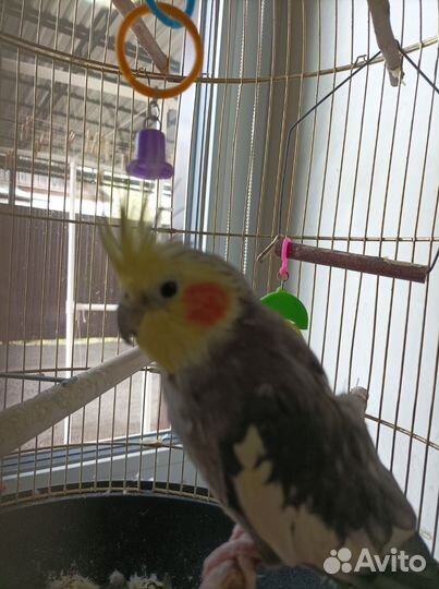 Попугай корелла с клеткой
