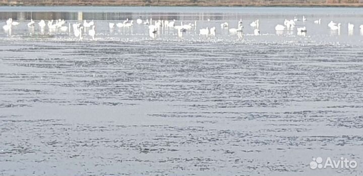 Гуси на племя