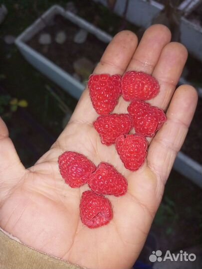 Принимаю за заказы на Саженцы малины