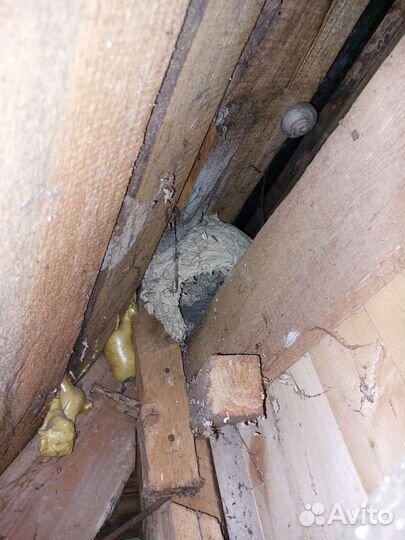 Удаление осиных гнезд, уничтожение ос, шершней