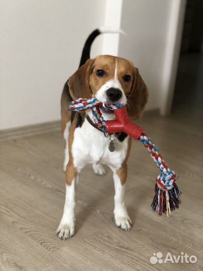 Бигль вязка