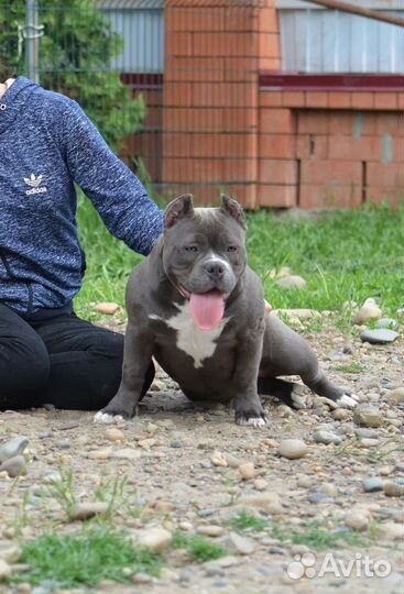 Американский булли, голубая девочка