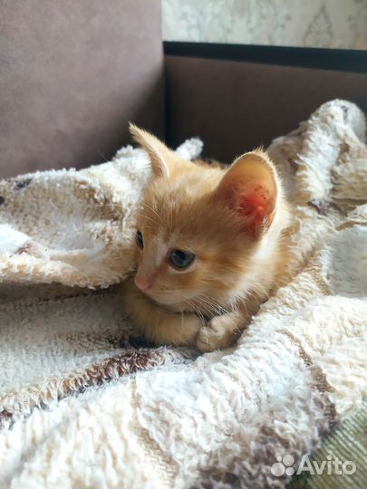 Отдам котенка в добрые руки