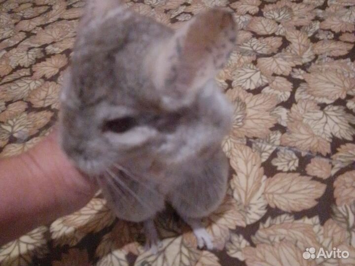 Шиншилла