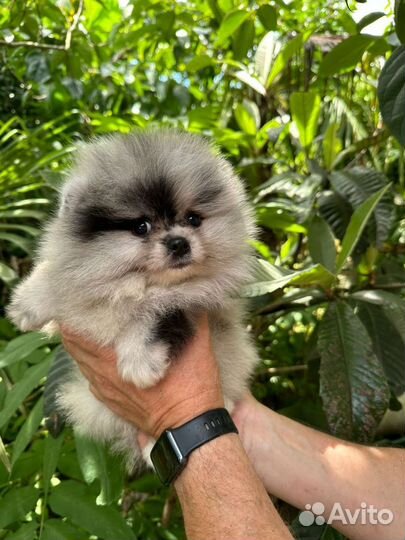 Шпиц девочка мерле