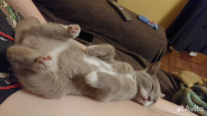 Кот бесплатно