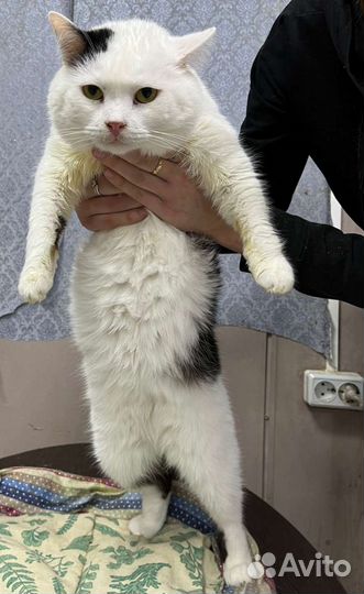 Два Снежных Барсика