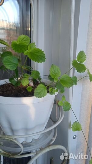 Лисий хвост