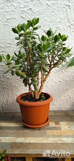 Денежное дерево толстянка крассула