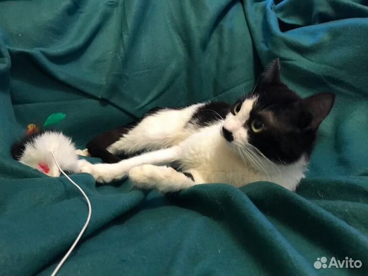 Котик Чарли в поисках счастья)