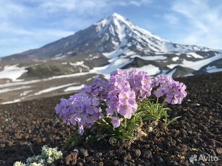 Тур два вулкана. Авачинский и Корякский