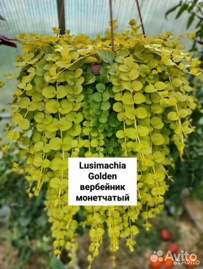 Ампельные растения