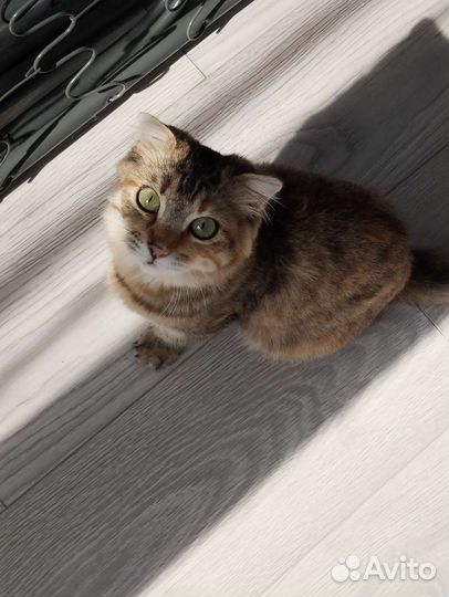 Домашние животные котята