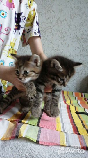 Котята в добрые руки мальчик и девочка