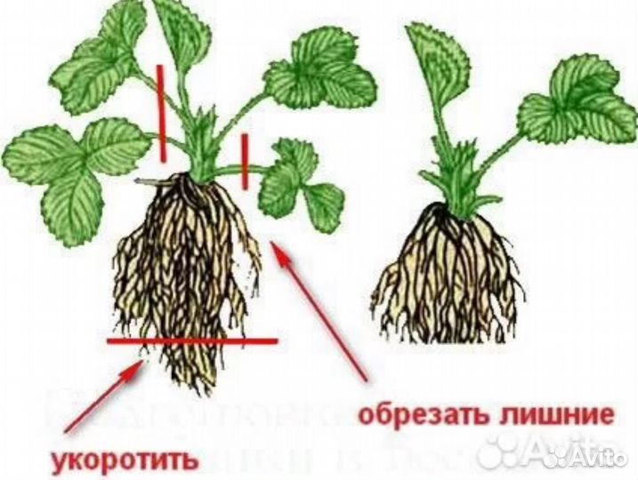 Саженцы клубники закрытая осень