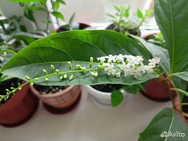 Экзотические комнатные растения