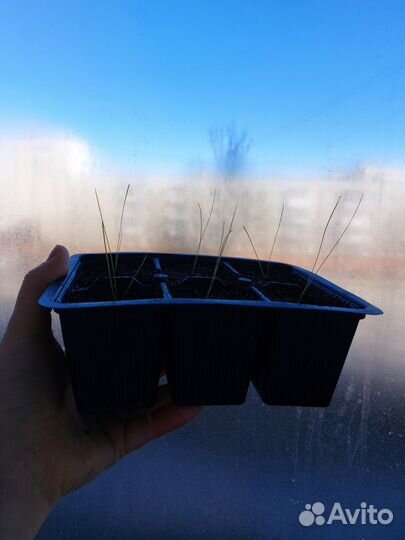 Овсянница сизая рассада