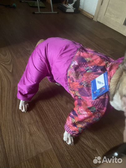 Одежда для средних собак