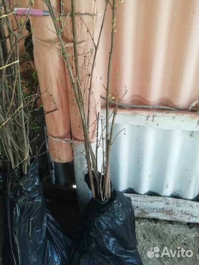 Растения для сада